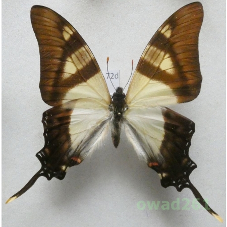 Eurytides columbus (Kollar, 1850) Columbia 69mm72d